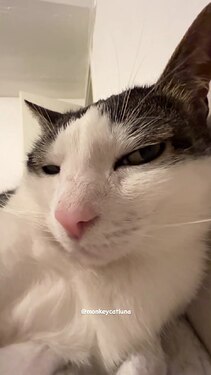 котэ-Veritas_avium-artist-9273262